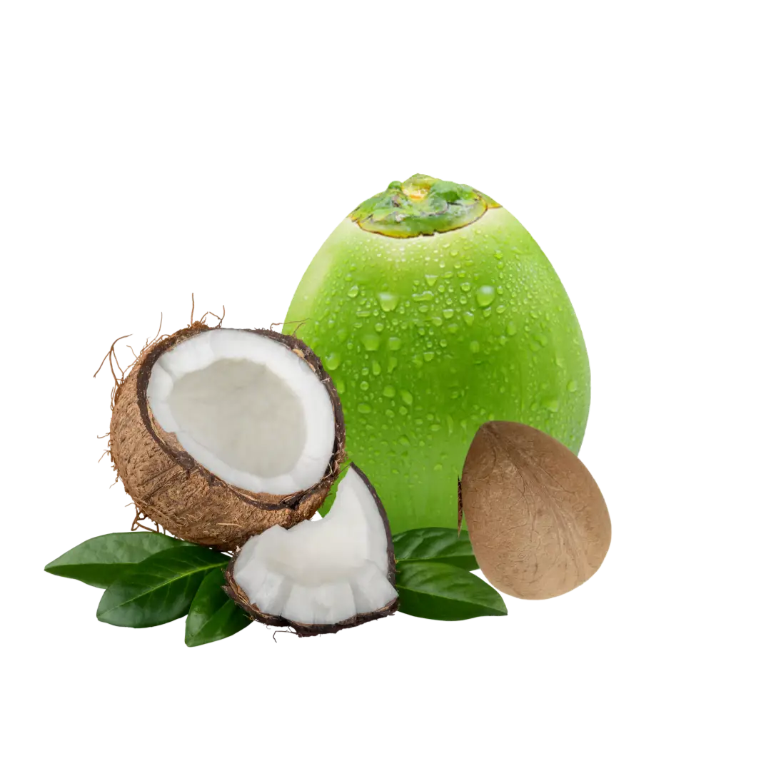 Fresh Coconuts Exporter