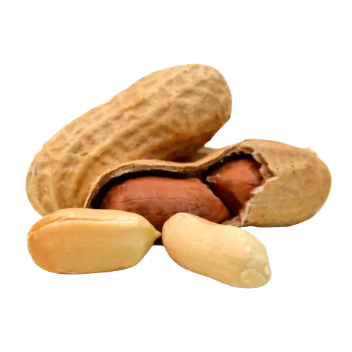 Quality Raw Peanuts Supplier